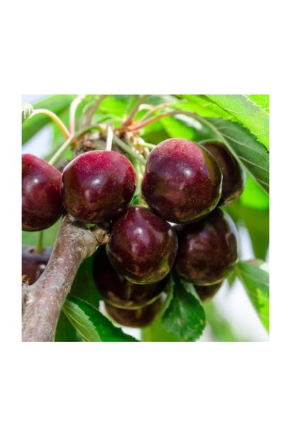 Черешня ‘Бігарро Беккеро’ 